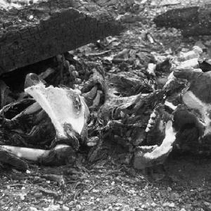 img/https___cdn.cnn_.com_cnnnext_dam_assets_200729174158-19-hiroshima-nagasaki-restricted.jpg