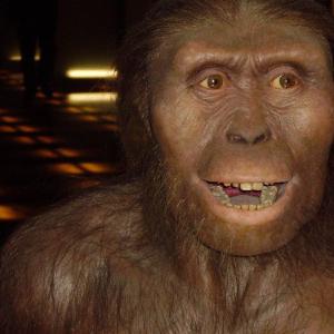 prehistoria/australopithecus.jpg prehistoria/australopithecus.jpg
