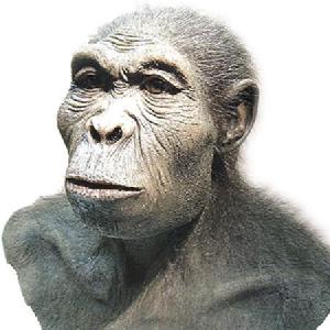 prehistoria/homo_habilis_caracteristicas_fisicas_y_culturales_3089_600.jpg prehistoria/homo_habilis_caracteristicas_fisicas_y_culturales_3089_600.jpg
